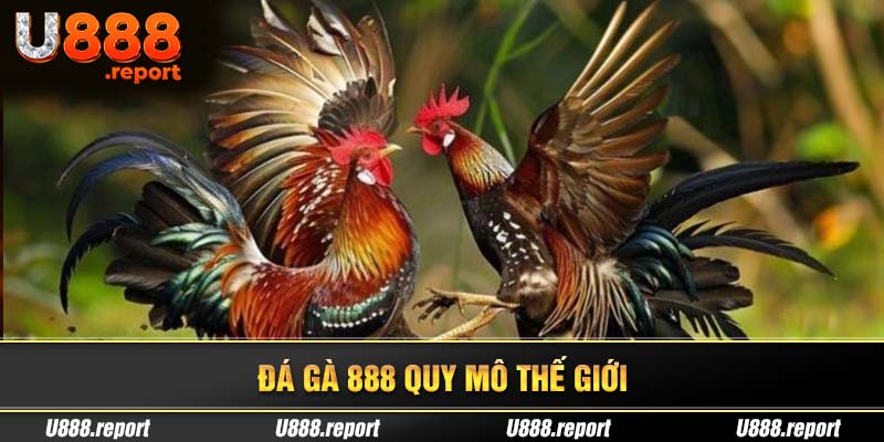 Đá gà 888 với nhiều giải chuyên nghiệp quy mô thế giới