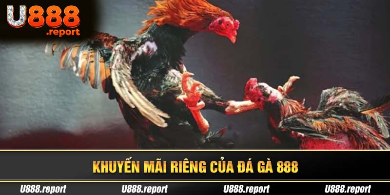 Đá gà 888 với nhiều khuyến mãi cực xịn