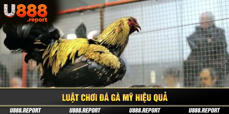 Luật chơi đá gà Mỹ hiệu quả bạn không nên bỏ qua tại U888