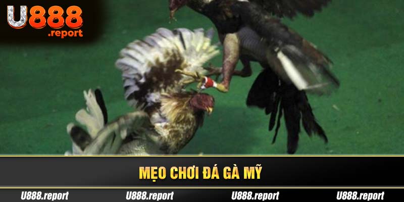 Các mẹo chơi đá gà bạn nên tham khảo kỹ càng