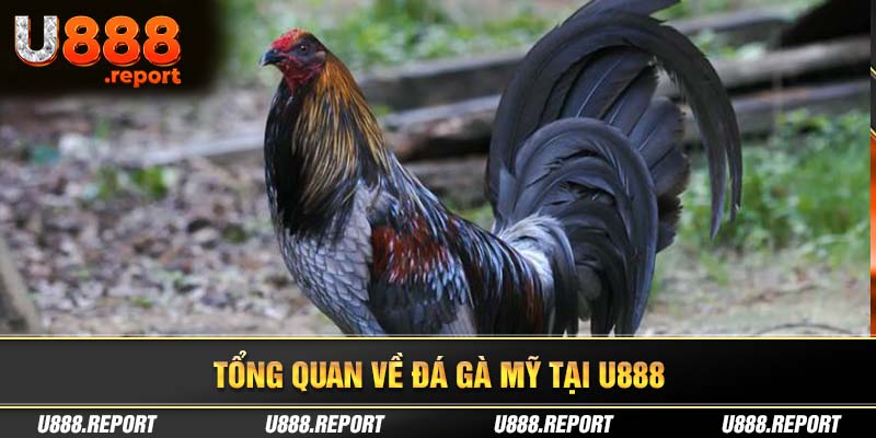 Tổng quan thông tin kiểu chơi đá gà Mỹ mới nhất